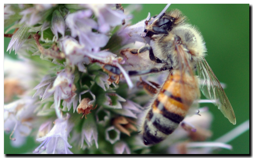Bee-working-Hyssopwide