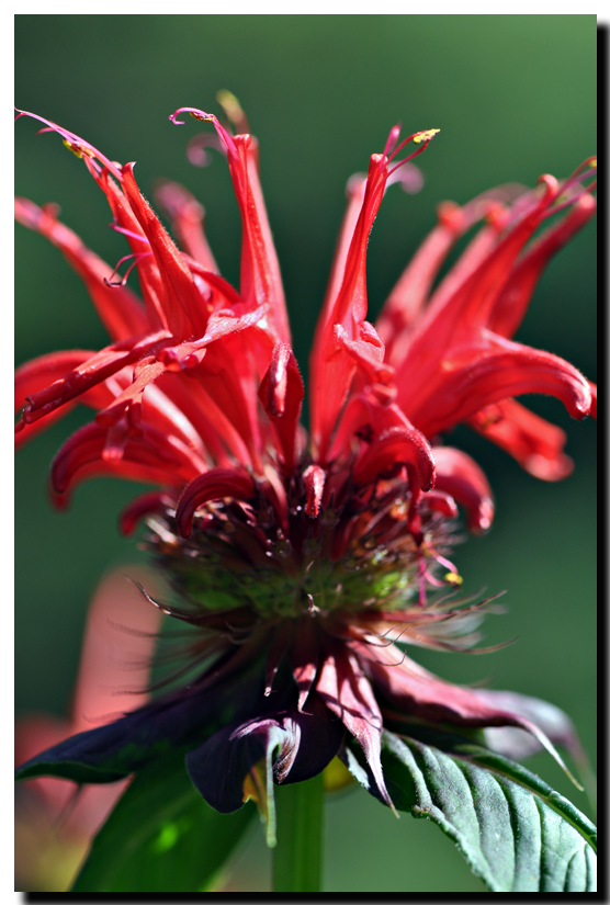 bee-balm-2