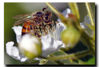 bee-on-blackberry