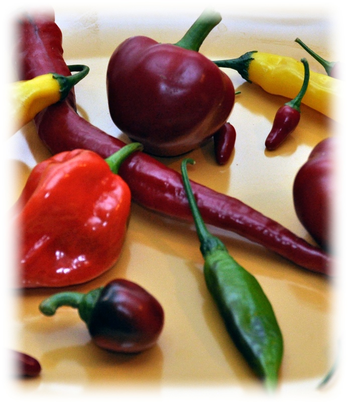 early-chiles-1tall