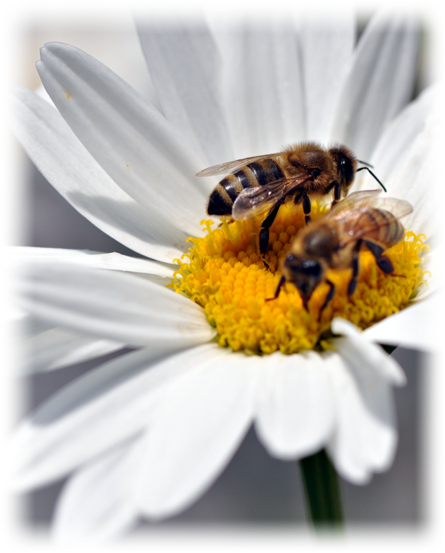 lounging-on-a-shasta-daisy